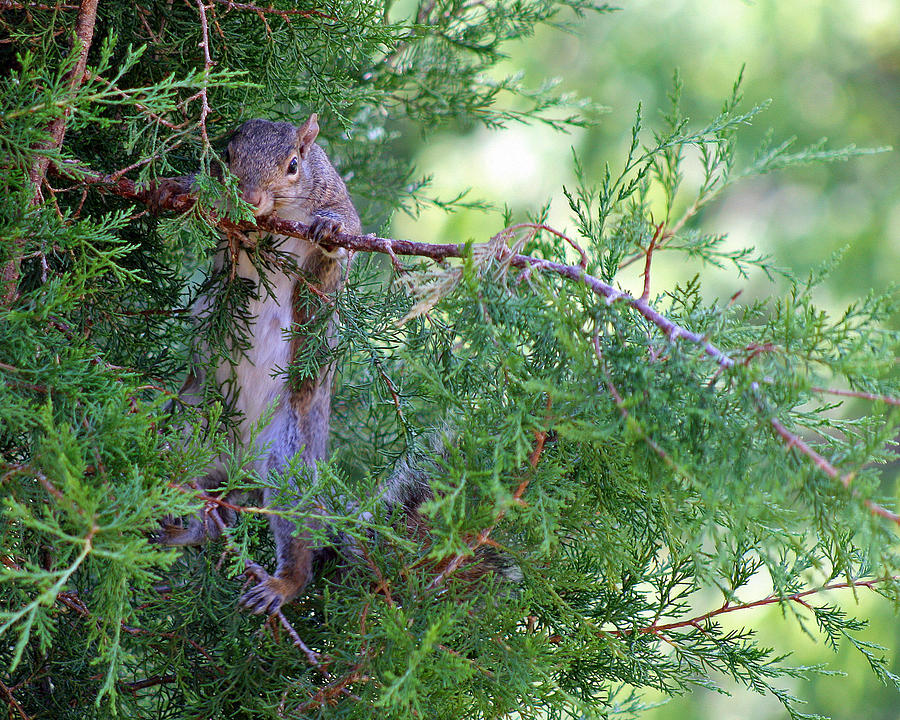 Squirrel Just Hanging Around Photograph by Karen Adams