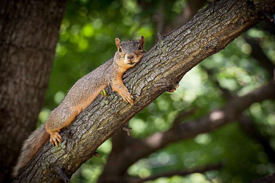 Squirrel Just Resting Photograph by Karen Varnas