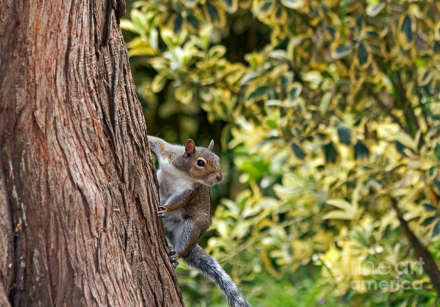Squirrel Photograph by Kate Brown
