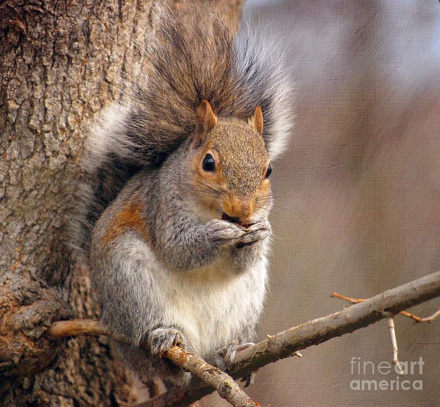 Squirrel  Photograph by Kerri Farley