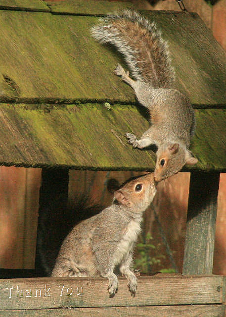 Animal Photograph - Squirrel Kiss and a reminder to utter the words Thank You. by Raenell Ochampaugh