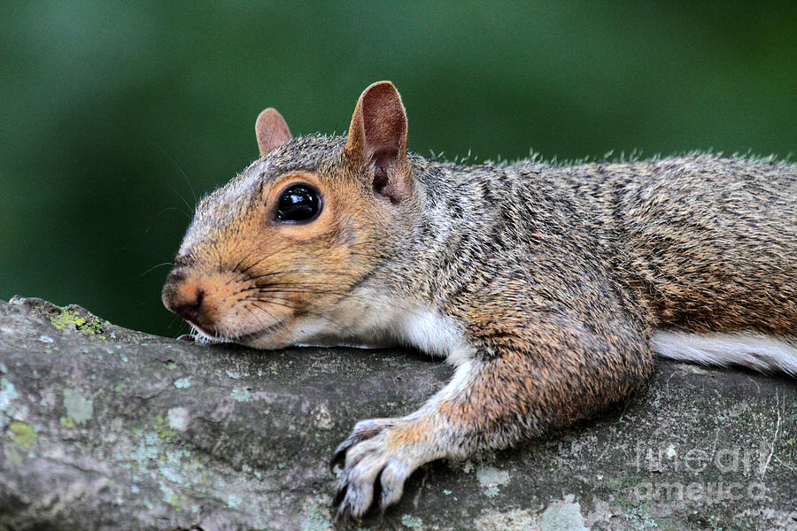 Squirrel Laying Down Photograph