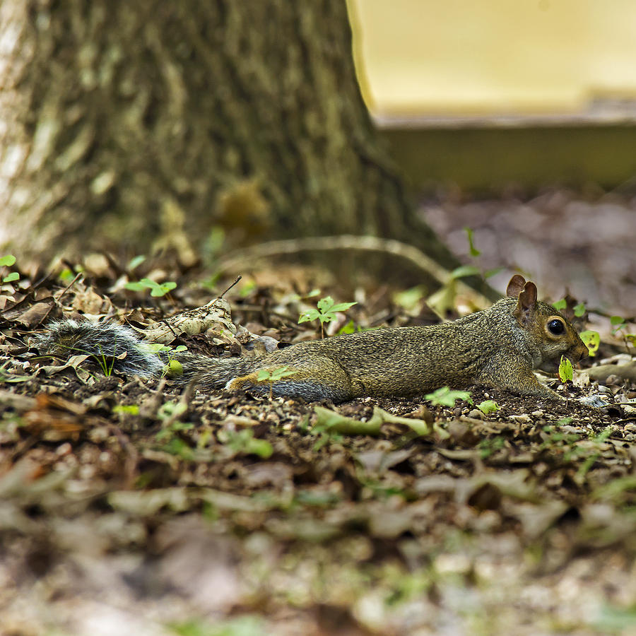 Squirrel Laying Low Photograph by Michael Whitaker