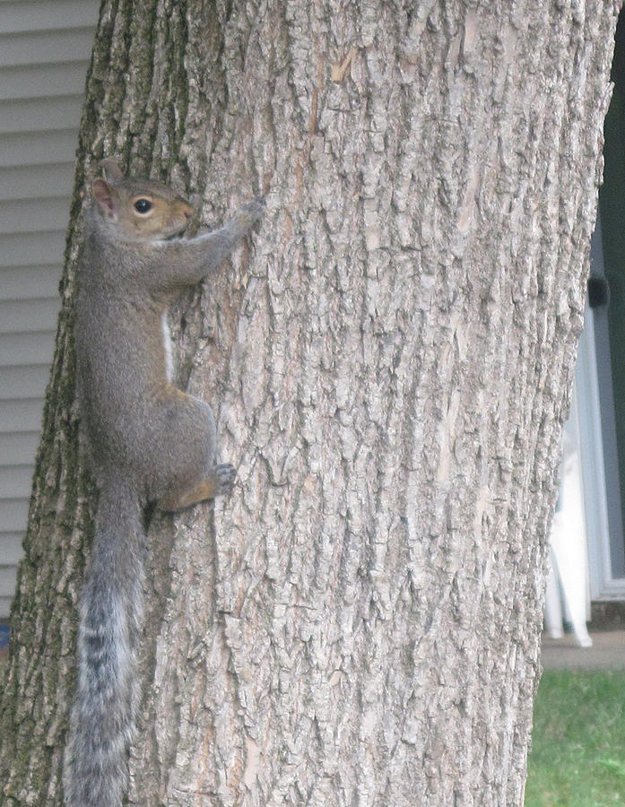 Squirrel Looking at Me Photograph by Deb Groesbeck - Fine Art America