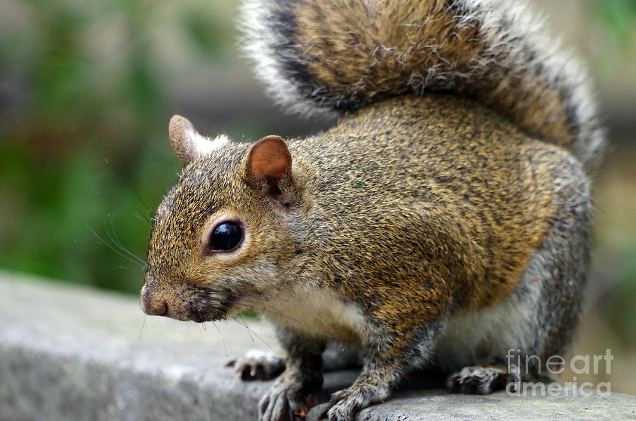Squirrel Photograph - Squirrel by Maureen Kyle
