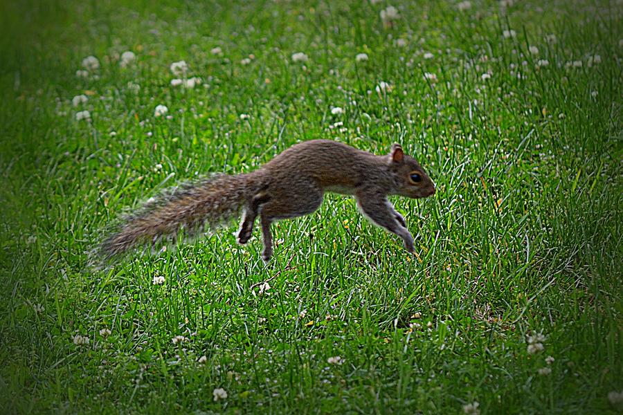Squirrel Midleap Photograph by Tara Potts