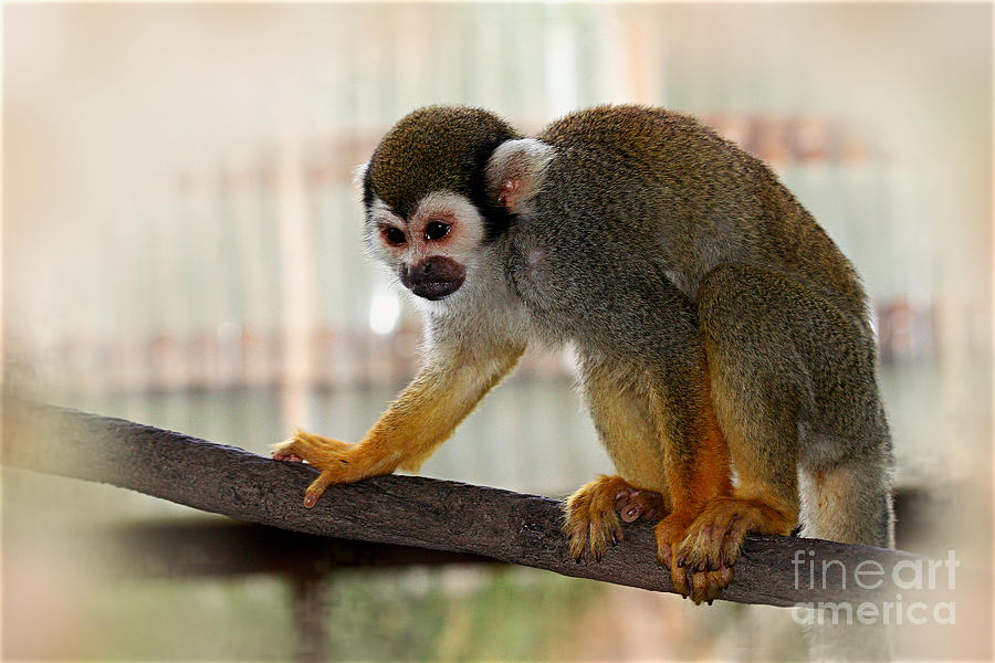 Squirrel Monkey Photograph by Afrodita Ellerman