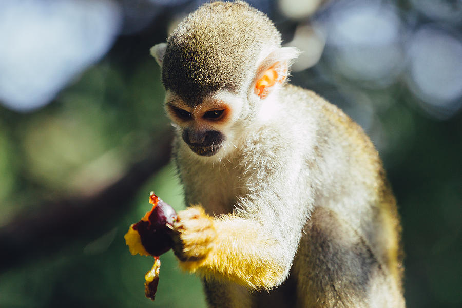 Squirrel Monkey And Plume Photograph