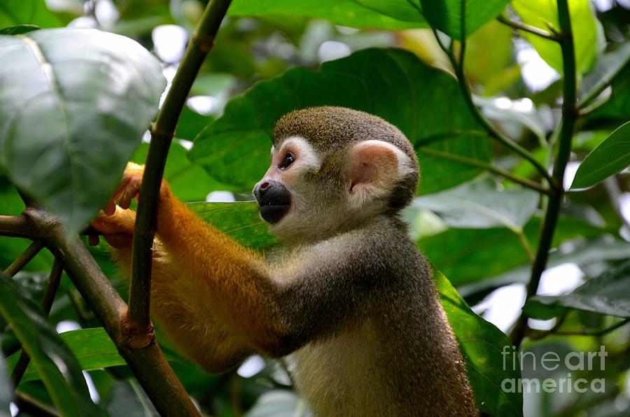Squirrel Monkey climbs a tree at Singapore River Safari Zoo Photograph by Imran Ahmed