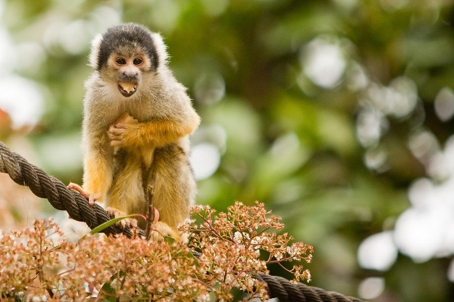 squirrel monkeys eating