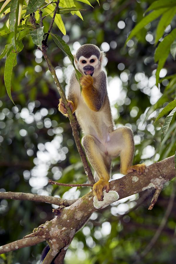 Squirrel Monkey In A Tree Photograph By Science Photo Library 