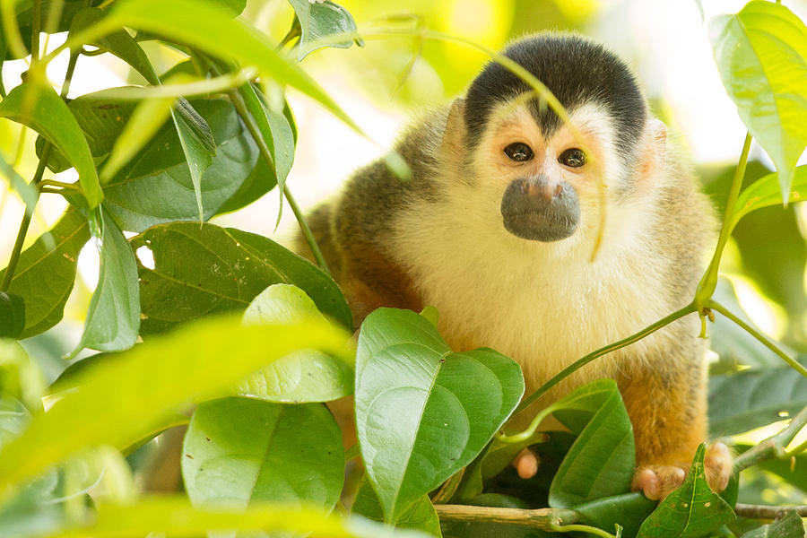 Squirrel Monkey In Costa Rica 2 Photograph by Natural Focal Point ...