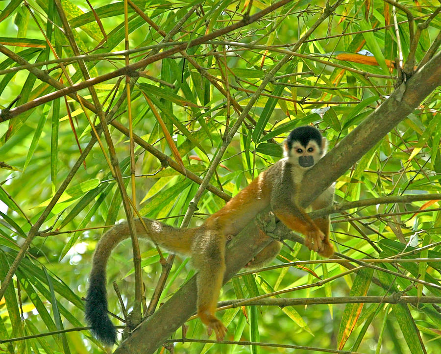 Monkey Photograph - Squirrel Monkey in the Jungle by Peggy Collins