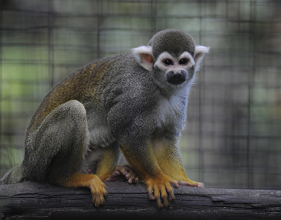 Squirrel Monkey Photograph by Keith Lovejoy