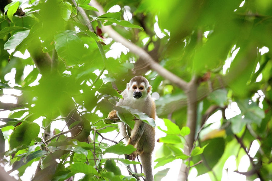 Wildlife Photograph - Squirrel Monkey Looking At Camera by Larry Westler