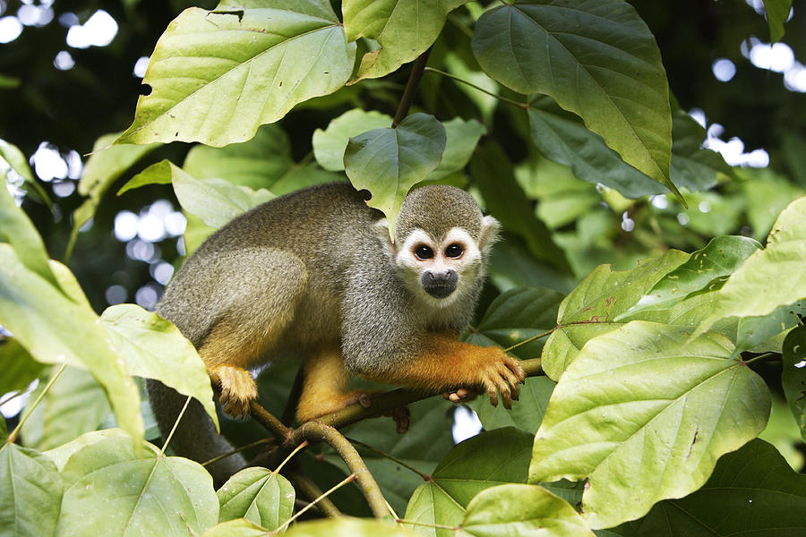 Squirrel Monkey Photograph by M. Watson