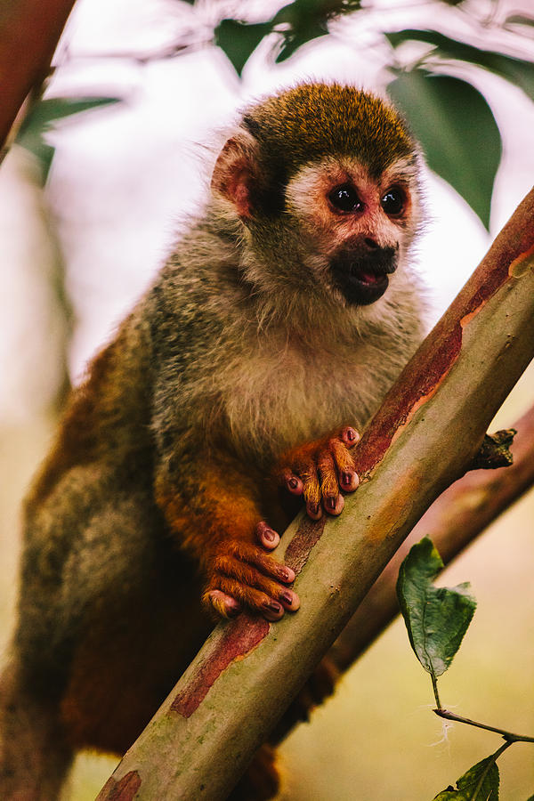 Wildlife Photograph - Squirrel Monkey Portrait by Pati Photography