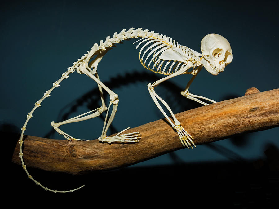 Squirrel Monkey Skeleton Photograph by Millard H. Sharp