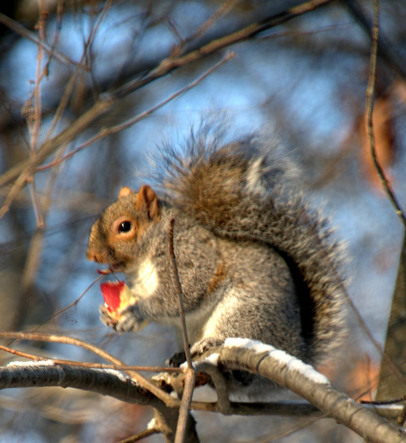 Squirrel Named Clusters Photograph by Caroline Stella