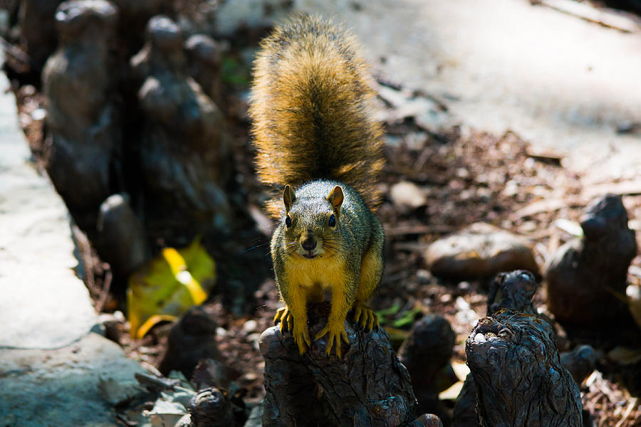 Squirrel Photograph by Hillis Creative