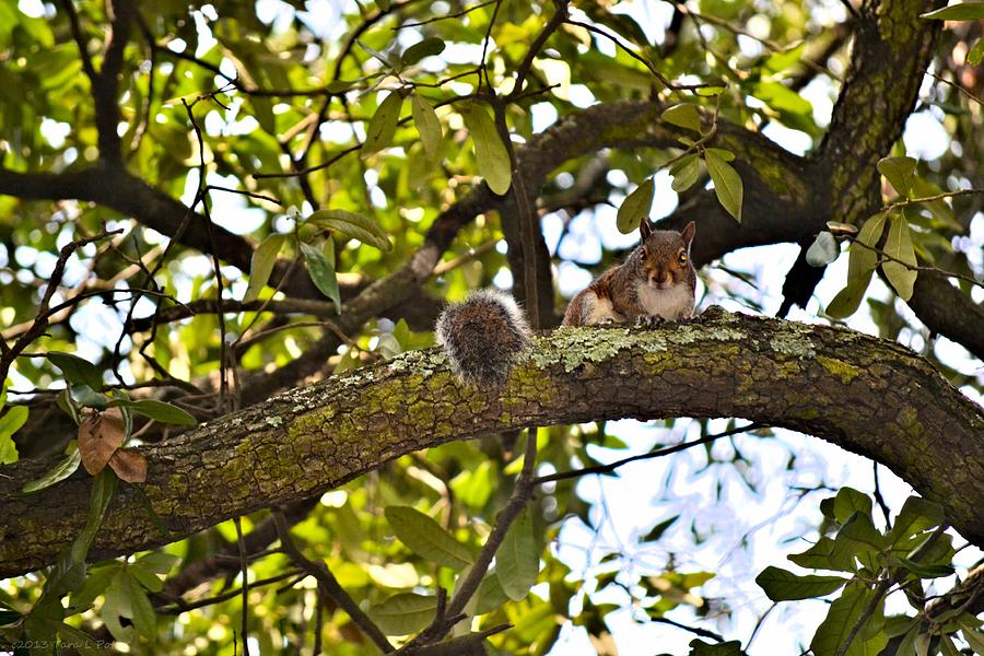 Squirrel on a Branch Photograph by Tara Potts