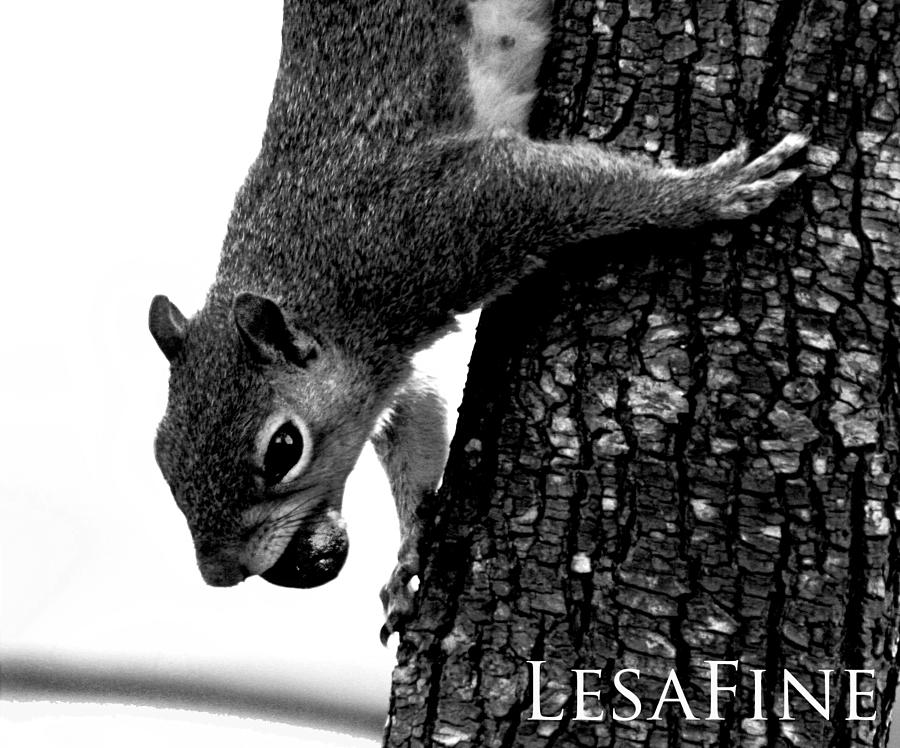 Squirrel on A Mission Photograph by Lesa Fine
