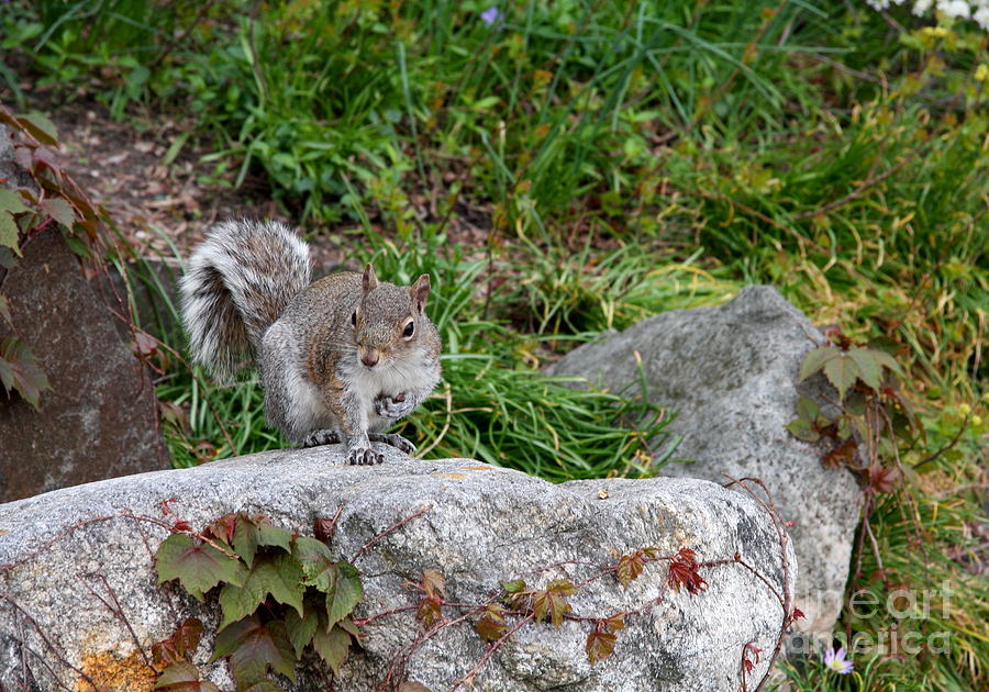 New York City Squirrel On A Rock Photograph by Christiane Schulze Art ...