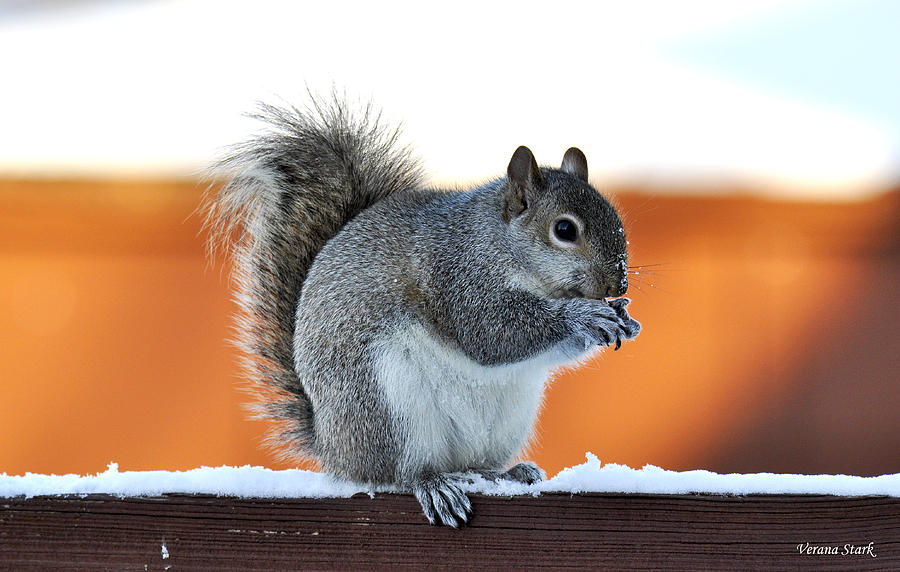 Squirrel on a Snowy Rail Photograph by Verana Stark