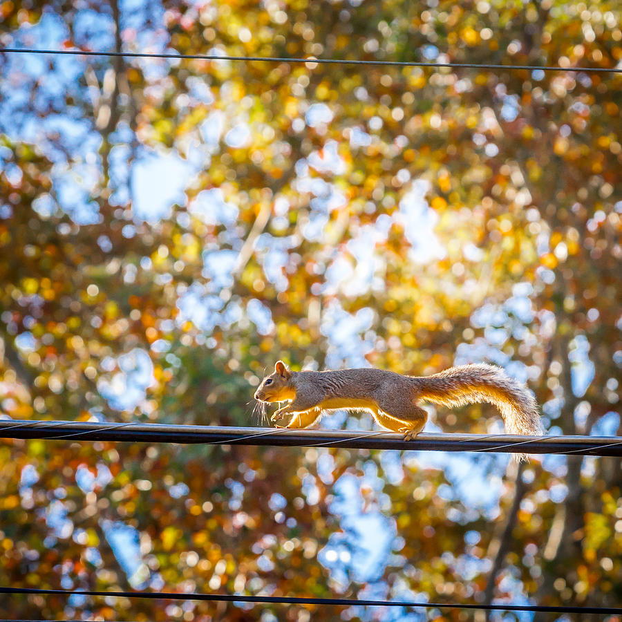 Squirrel On A Wire Photograph
