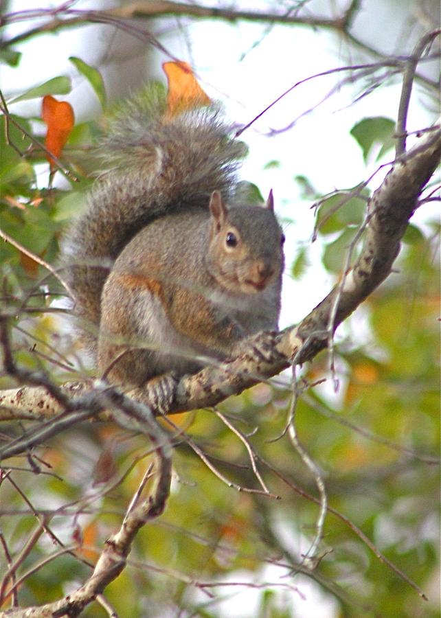 Squirrel on Branch Photograph by Jeanne Juhos