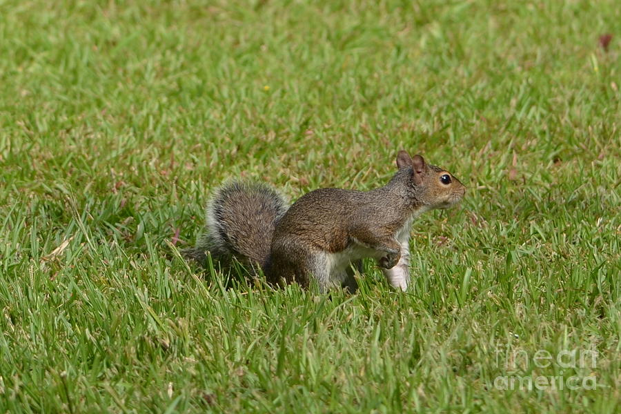 Squirrel On Point Photograph by Bob Sample