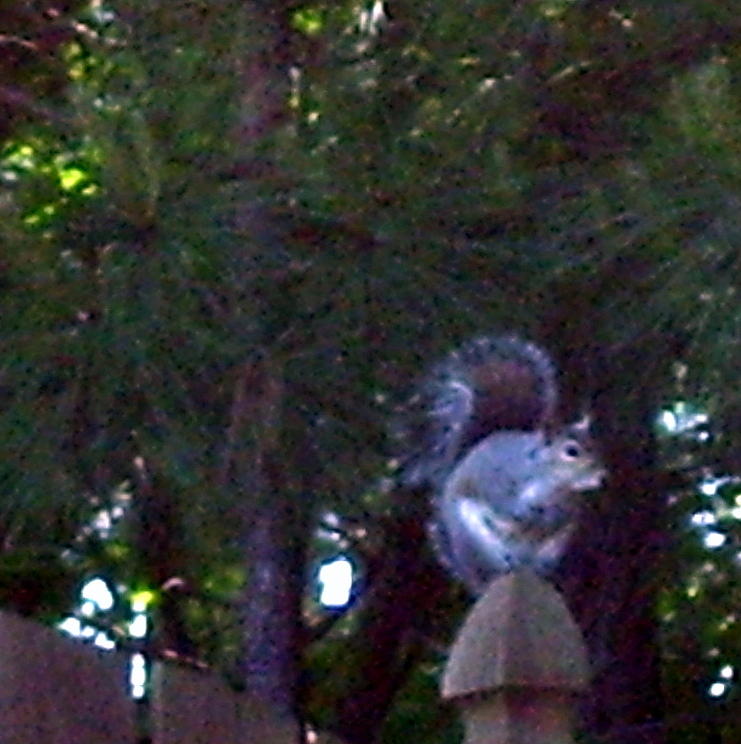 Squirrel On Post Photograph
