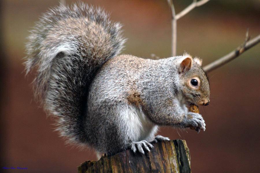 Squirrel On Stump Photograph By Ed Nicholles