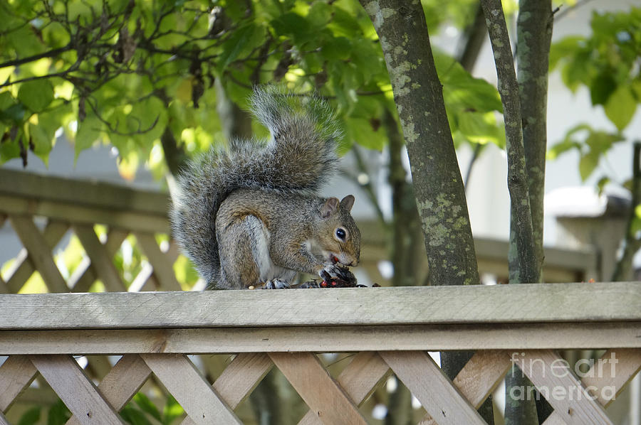 Squirrel On The Backyard Fence Photograph