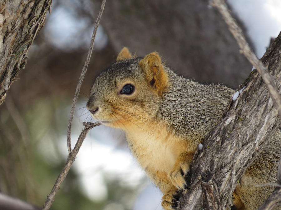 Nature Photograph - Squirrel on the Lookout by Margaret  Slaugh