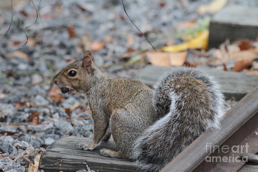 Wildlife Photograph - Squirrel on the rail by Dwight Cook