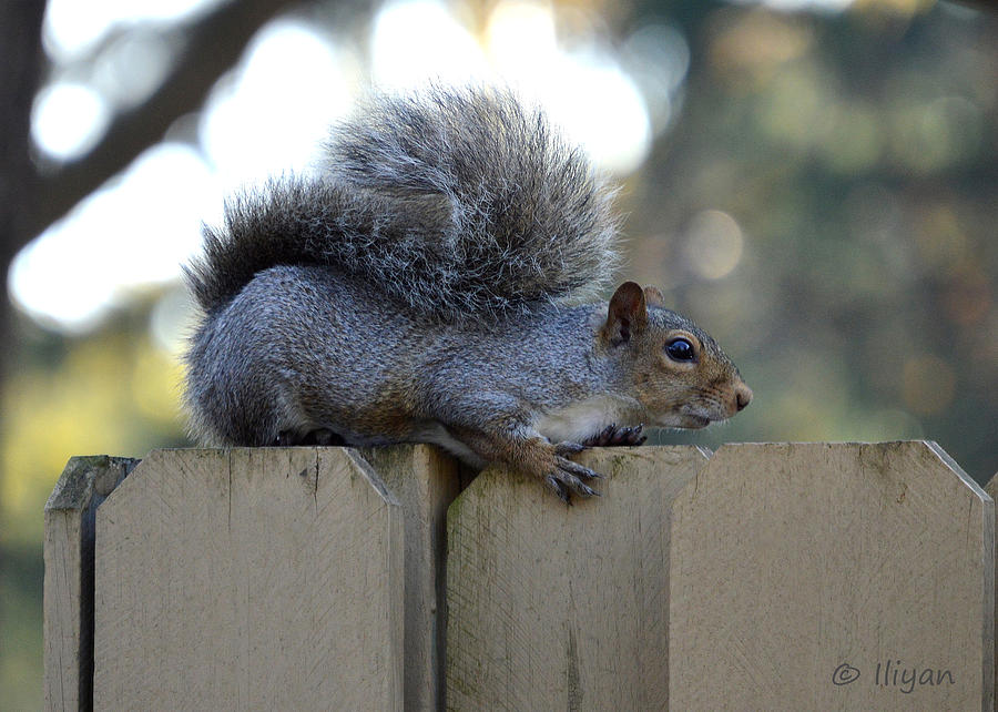 Squirrel Photograph - Squirrel on the Watch by Iliyan Bozhanov