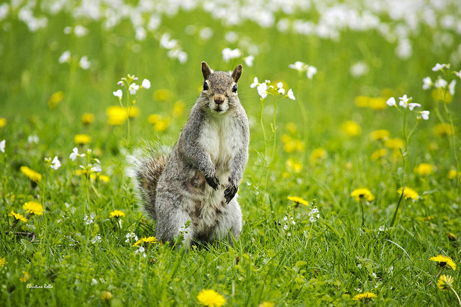 Squirrel Photograph - Squirrel Patrol by Christina Rollo