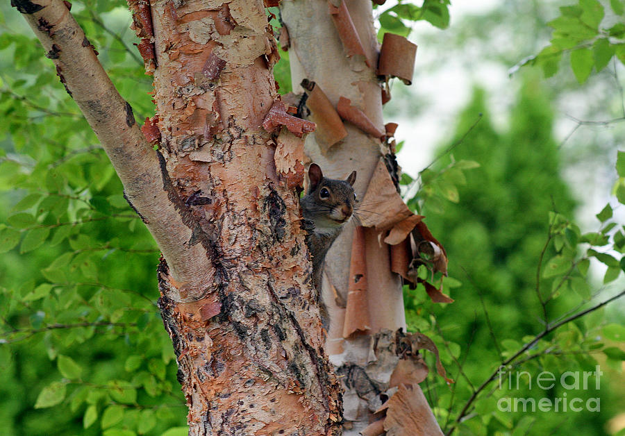 Squirrel Peek-a-Boo Photograph by Karen Adams