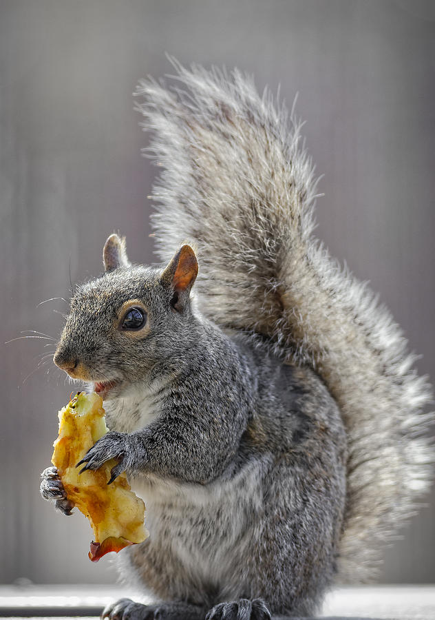 Squirrel Photograph by Peter Lakomy