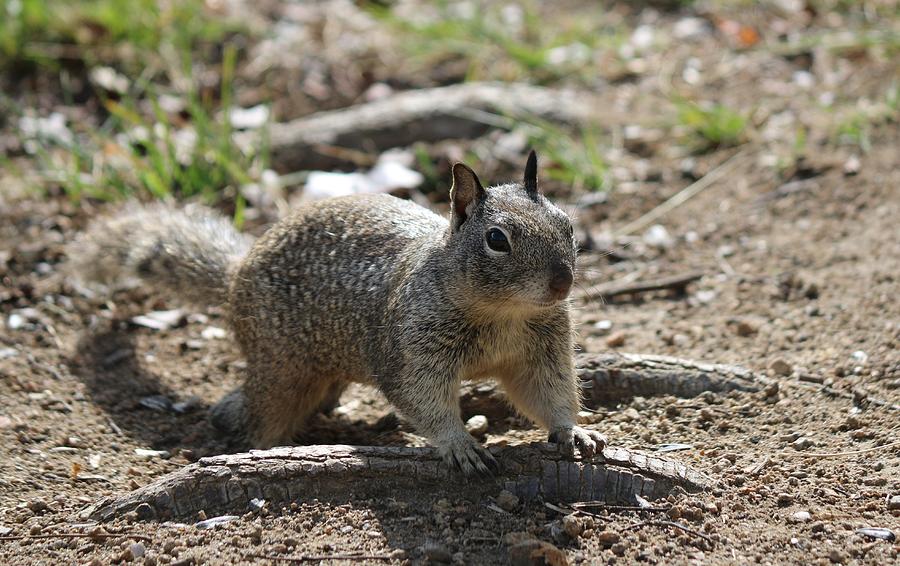 Squirrel Play  Photograph by Christy Pooschke