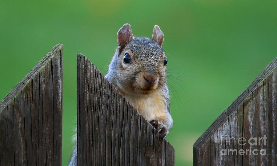Squirrel Photograph - Squirrel Playing Peek A Boo by Ken Keener