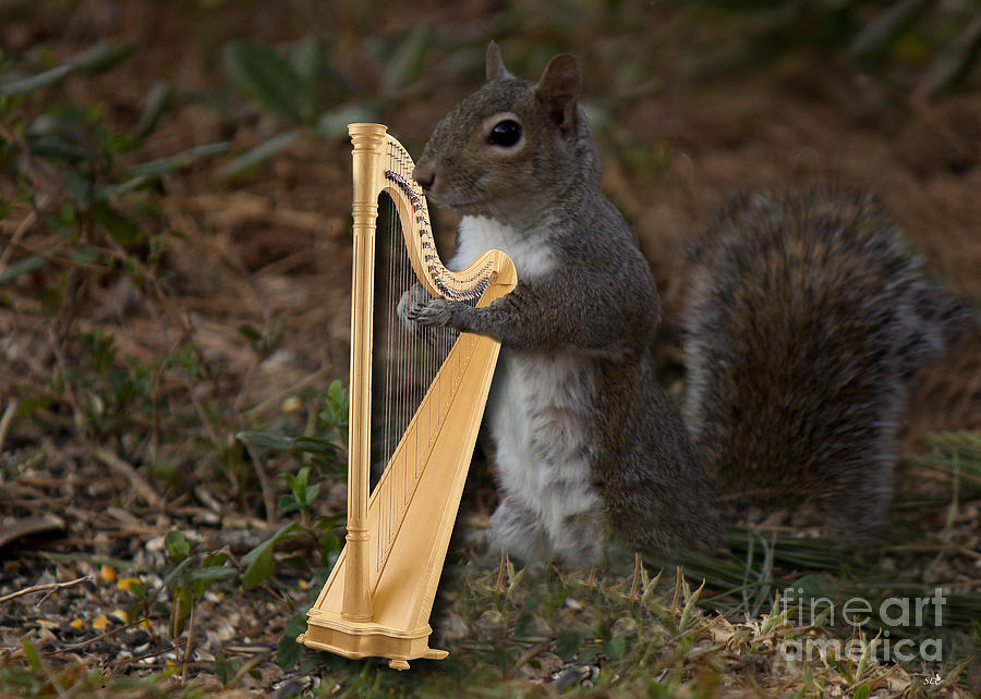 Squirrel Playing the Harp Photograph by Sandra Clark