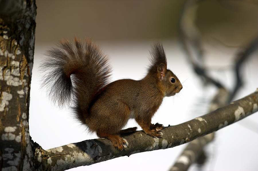 Squirrel profile Photograph by Torbjorn Swenelius