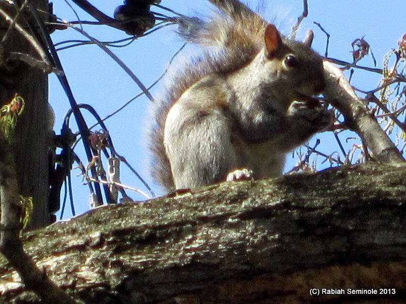 Squirrel Photograph by Rabiah Seminole