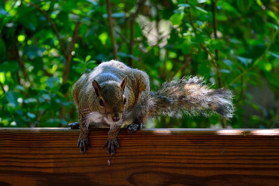 Squirrel Photograph by Richard Zentner