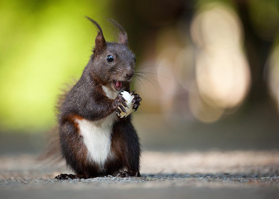 Animal Photograph - Squirrel by Robert Adamec