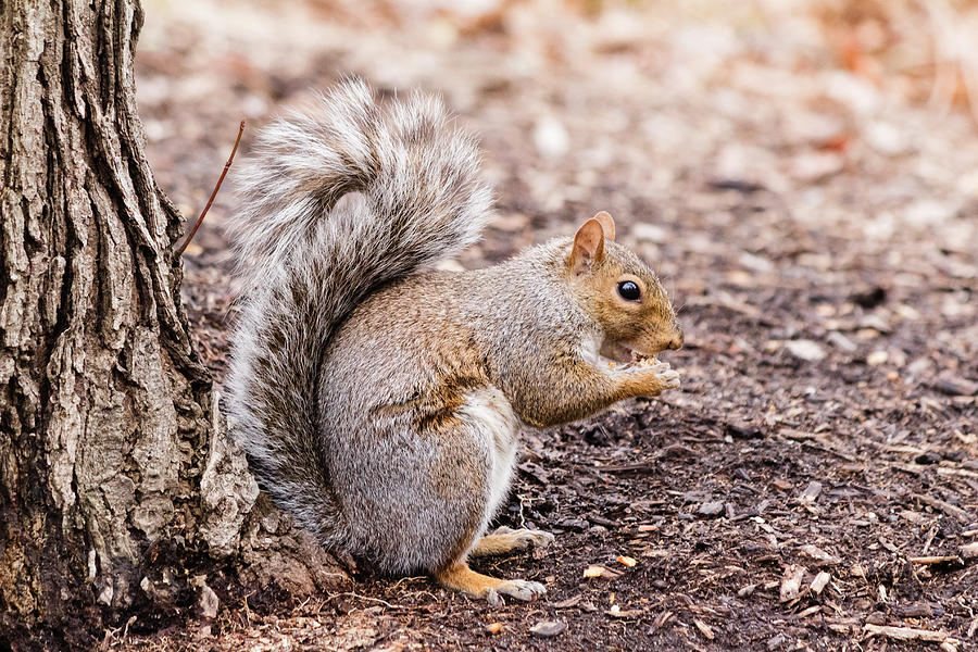 Squirrel Photograph by SAURAVphoto Online Store