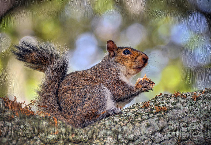 Squirrel Photograph by Savannah Gibbs