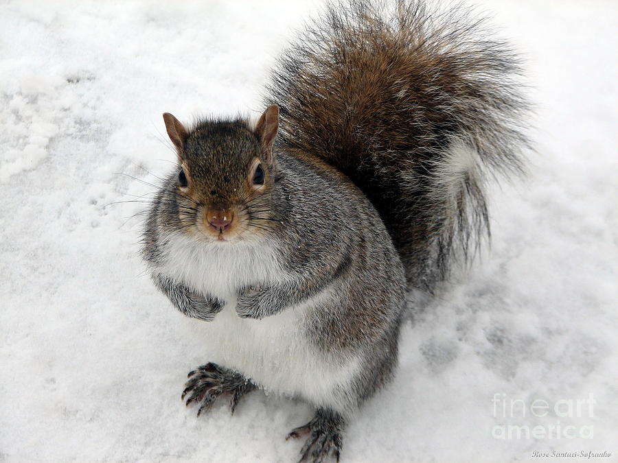 Squirrel saying Feed Me Please at Niagara Falls Photograph by Rose Santuci-Sofranko